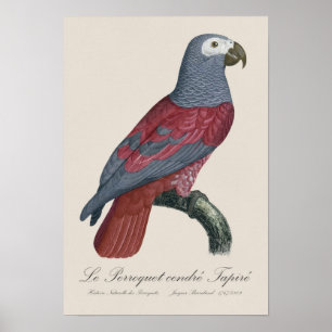 Poster Le Perroquet cendre Tapire 