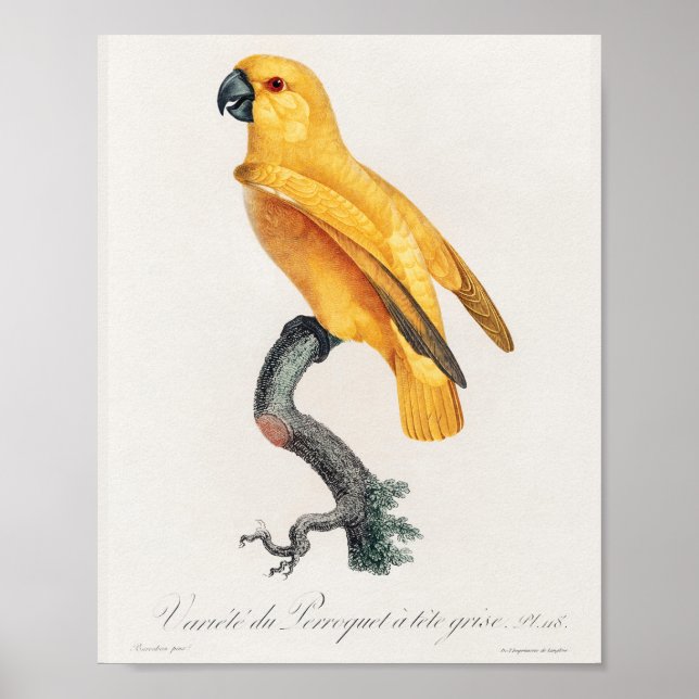 Poster Le perroquet du Sénégal (Devant)