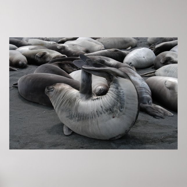 Poster Le phoque de sirène (affiche) (Devant)