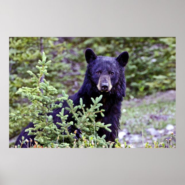 Poster Le pied d'ours noir (Devant)