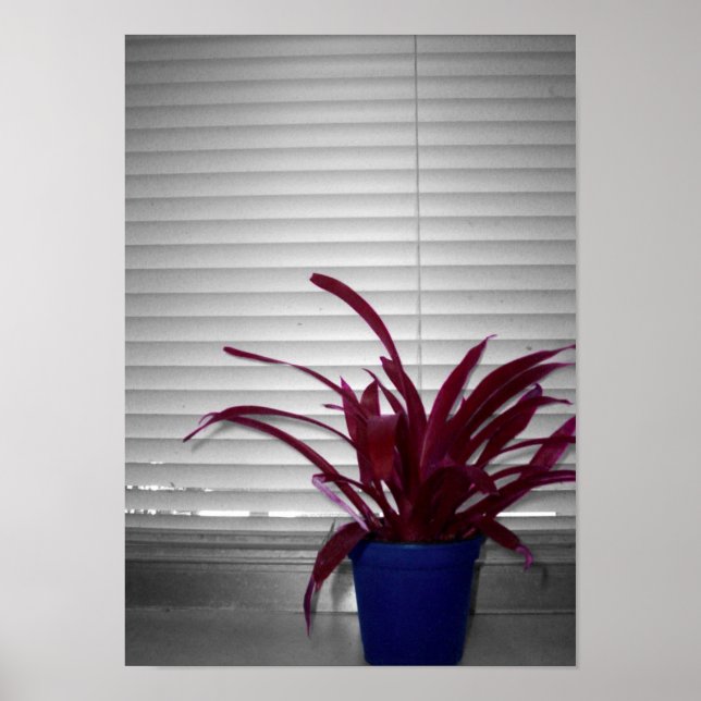 Poster Le Plante pourpre (Devant)