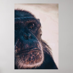 POSTER LE PLUS ANCIEN CHIMPANZÉ