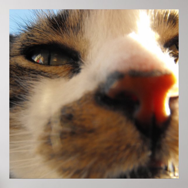 Poster le plus chaton du monde (Devant)