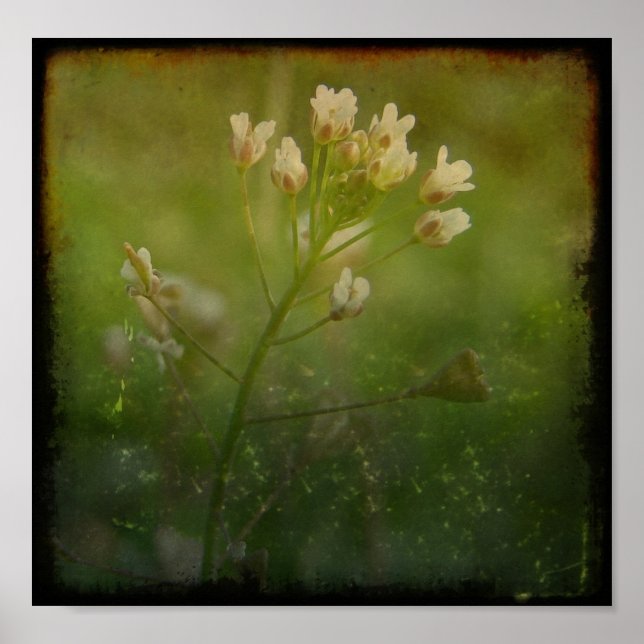 Poster Le porte-monnaie du berger (Devant)