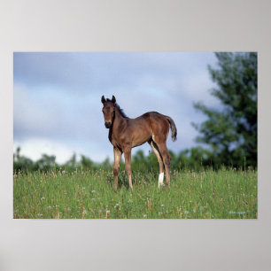 Poster Le poulain à épines debout dans l'herbe