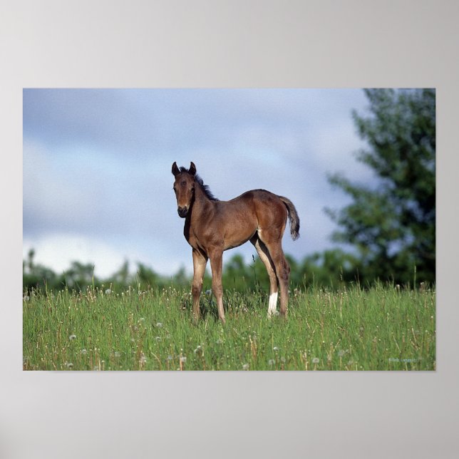 Poster Le poulain à épines debout dans l'herbe (Devant)