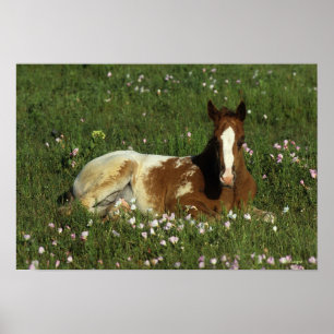 Poster Le poulain d'Appaloosa qui s'allonge en fleurs