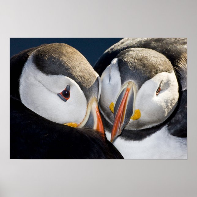 Poster Le Puffin Atlantique, un oiseau de mer pélagique,  (Devant)