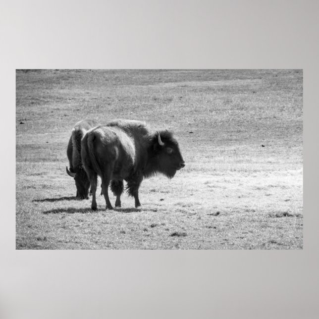 Poster Le puissant buffle  (Devant)