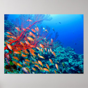 Poster Le récif corallien sous-marin de poissons tropicau