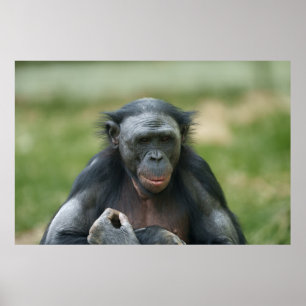 Poster Le regard de Bonobo