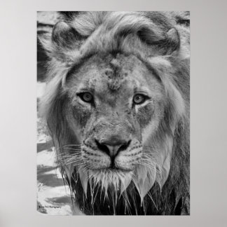 Poster Le regard du lion