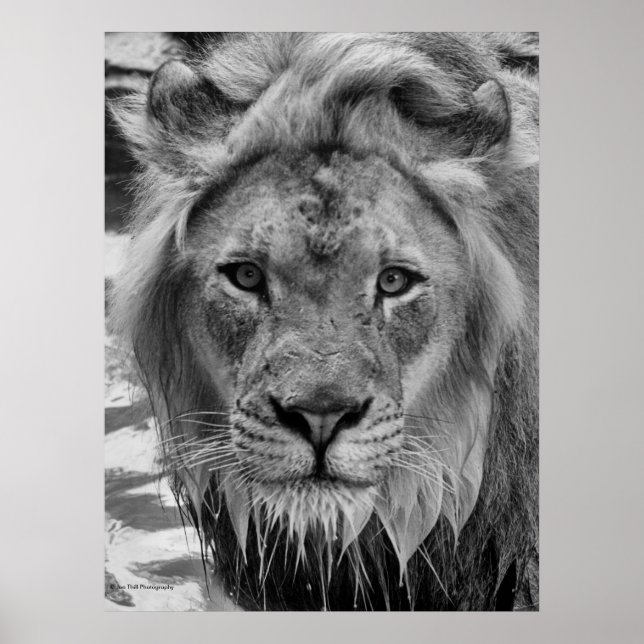 Poster Le regard du lion (Devant)
