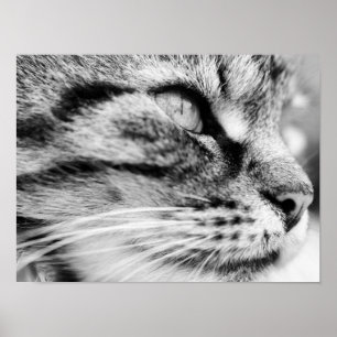 Poster Le regard fixe