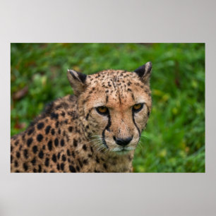 Poster Le regard tendu de Cheetah