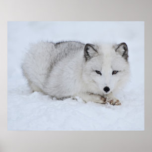 Poster Le renard arctique dans la neige