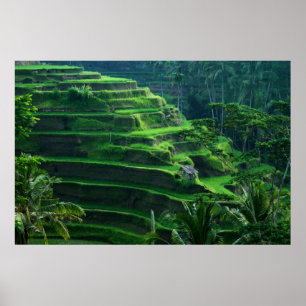 Poster Le riz met en place Bali Indonésie