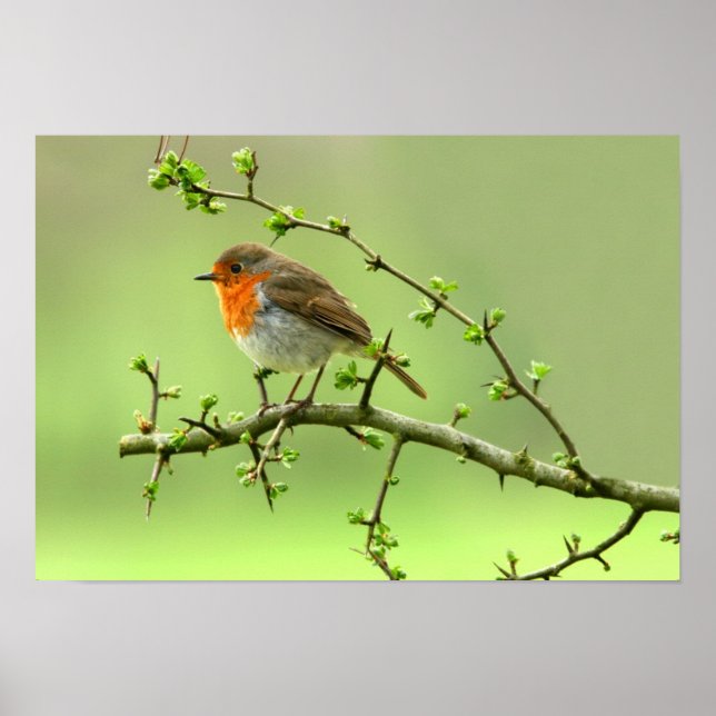 Poster Le Robin (Devant)