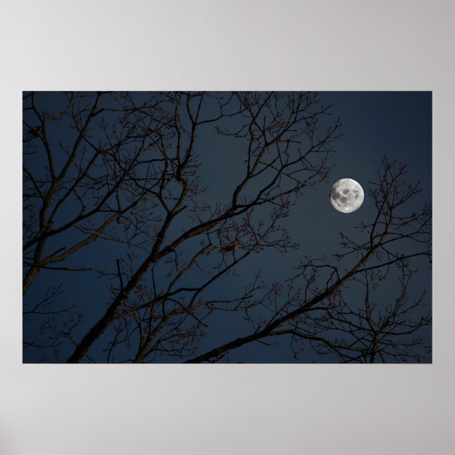 Poster Le Robin et la Lune (Devant)