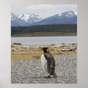 Poster Le Roi pingouin, Isla Martillo, Terre de Feu