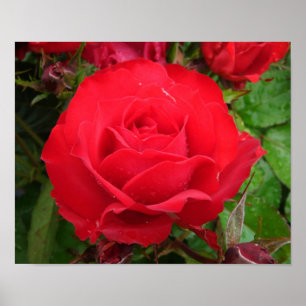 Poster Le Roi Terrazza Rose d'éclipse