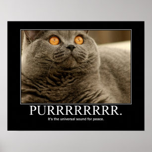 Poster Le ronronnement est le bruit universel pour