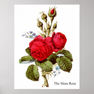 Poster Le Rose de la mousse - Art Vintage