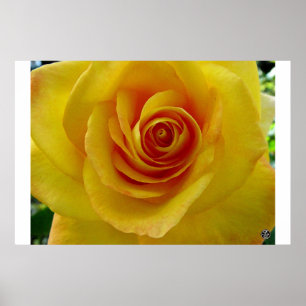 Poster Le rose jaune