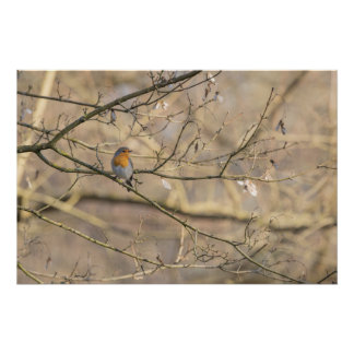 Poster le rouge-gorge, lumière dorée
