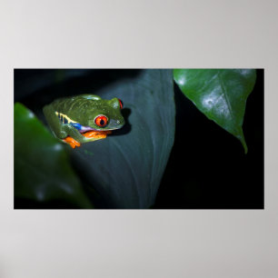 Poster Le rouge observe la séance de grenouille