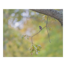 Poster Le rougue-queue noire sur sa branche