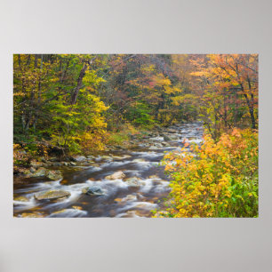 Poster Le ruisseau Roaring en automne dans le vert 2 du V