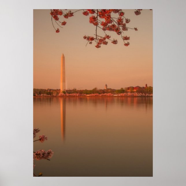 Poster Le Sakura de Washington est sunset. (Devant)