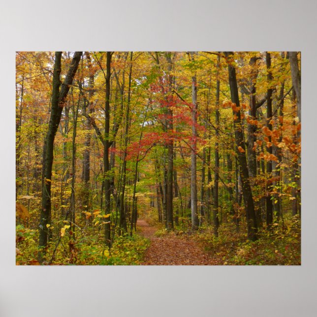 Poster Le sentier Laurel Hill à l'automne (Devant)