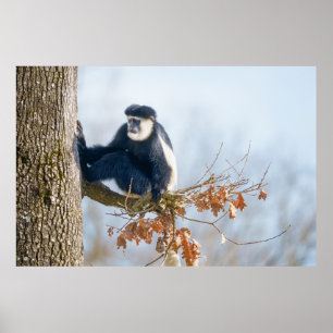 Poster Le singe colobus dans la canopée