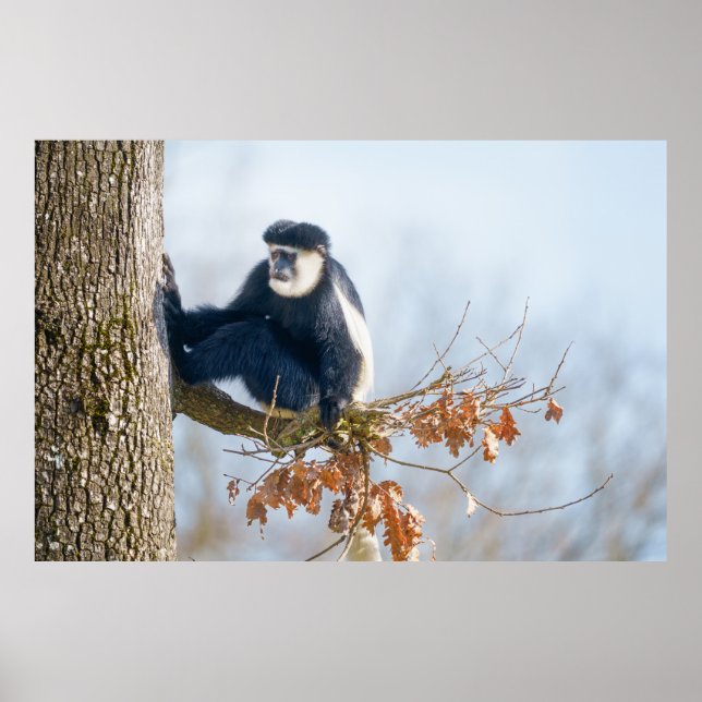 Poster Le singe colobus dans la canopée (Devant)