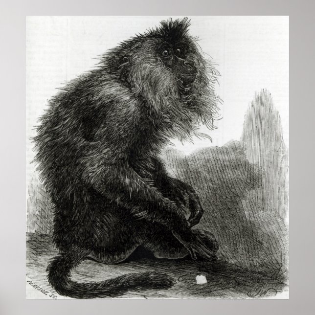 Poster Le singe du Waderoo indien (Devant)