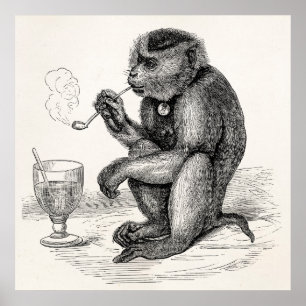Poster Le singe vintage fumant un tuyau Monkeys l'animal