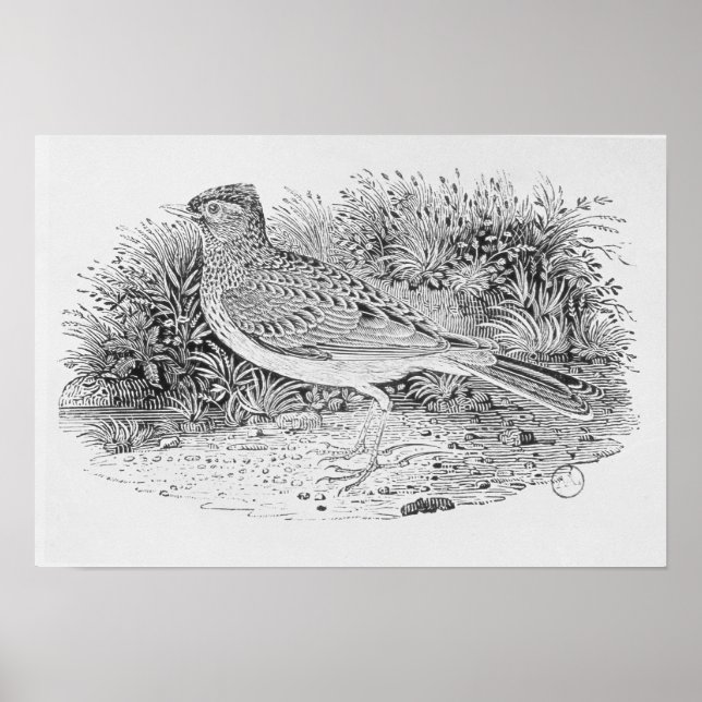 Poster Le Skylark (Devant)