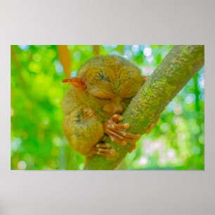 Poster Le sommeil tranquille d'un tarsier à Bohol
