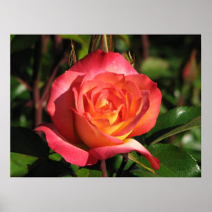 Poster Le sorbet Floribunda d'arc-en-ciel s'est levé 139