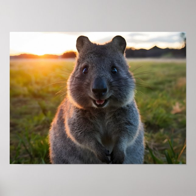 Poster Le sourire au coucher du soleil de Quokka (Devant)