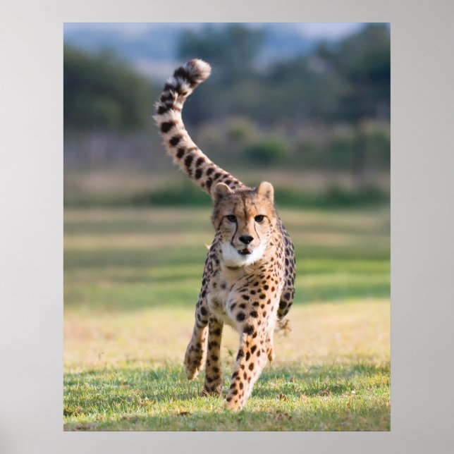 Poster Le Sprint (Devant)