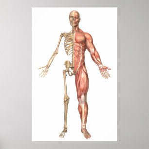 Poster Le squelette humain et le système musculaire,