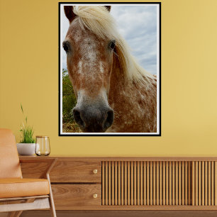 Poster "Le sucre : la grâce de l'Appaloosa"