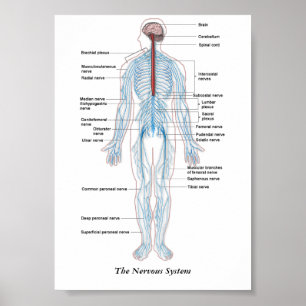Poster Le système nerveux