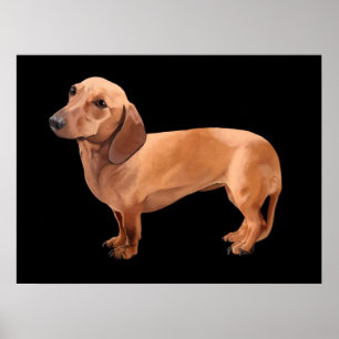 Poster Le teckel par la copie encadrée par Renn de