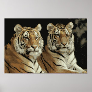 Poster Le tigre jumelle l'affiche
