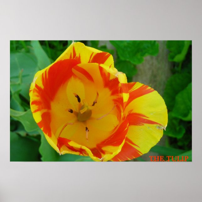POSTER LE TULIP (Devant)