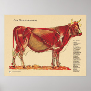 Poster Le vétérinaire bovin de vache Muscles le diagram